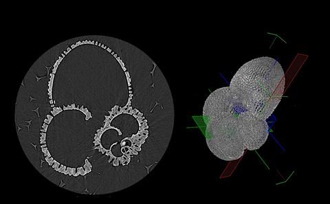 Computed Tomography to infer development in microfossils