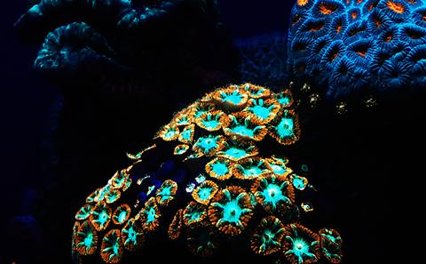 Images of coral reef