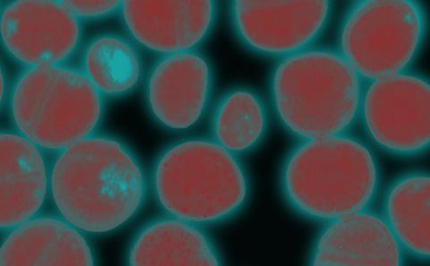 Copper's role in tackling superbugs