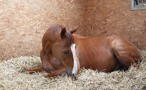 Wavertree Boy (aka Norbert) at the Racehorse Sanctuary