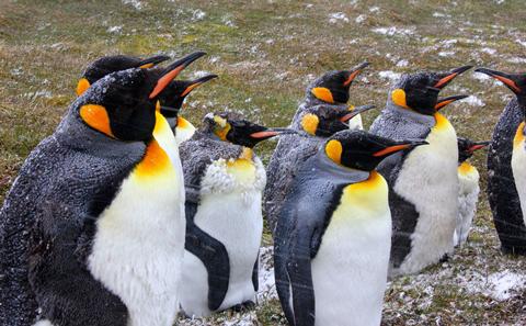 Entry from Anna Belcher Competition 2016