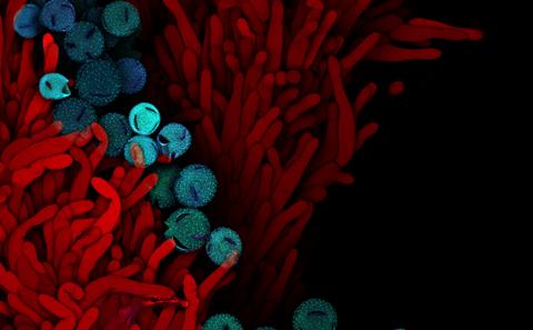 Christmas cactus pollen