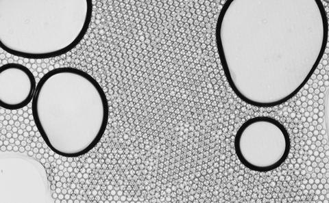 People's Choice Vote 2017 by Catrin Sohrabi