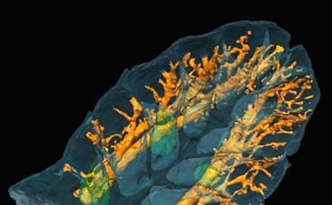 Volume reconstruction of the weymouth bay pliosaur