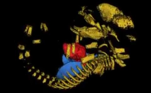 MicroCT reconstruction of E16 mouse embryo