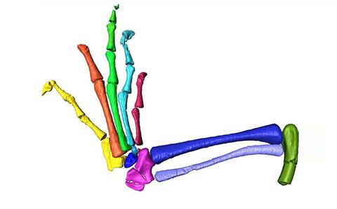 Cimputed tomography of a left hind limb of Clevosaurus hudsoni