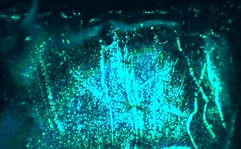 Stainless steel under microscope