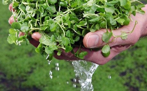 Watercress washed in spring water