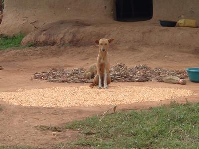 When there is only the ground to put food on sanitary conditions are not straightforward to achieve