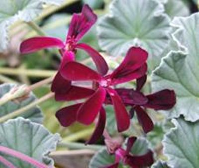 Pelargonium plant