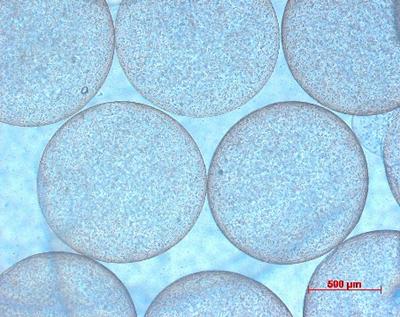 The human blood cells have been coated in alginate so that the spheres are like tiny rubber balls and when they fall into the  beaker of calcium chloride, they are stabilised