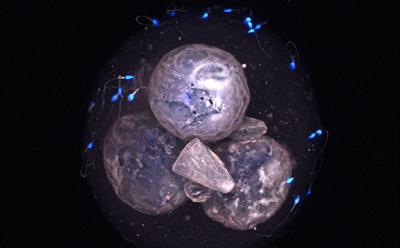 Developmental Biology