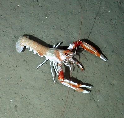 A langoustine 