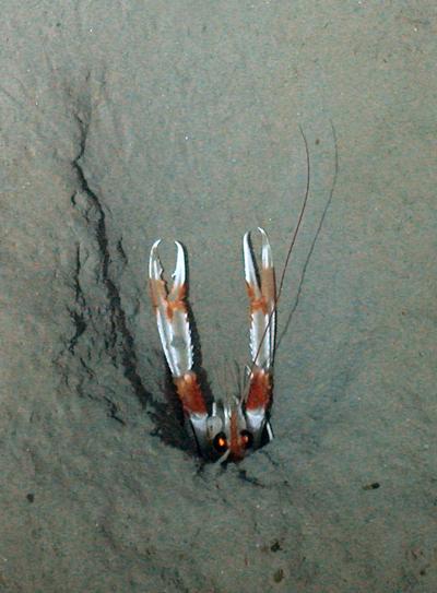 Man-made underwater sound could alter the behaviour of seabed animals