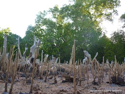 Mangrove Forest, NW Madagascar