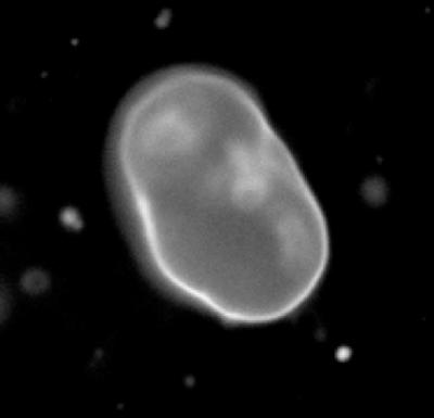 Fluorescence microscopy of liposome, surface like bacterial membrane