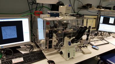 Image of video microscopy