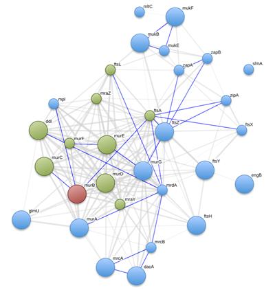 Protein expression changes in H. influenzae following treatment