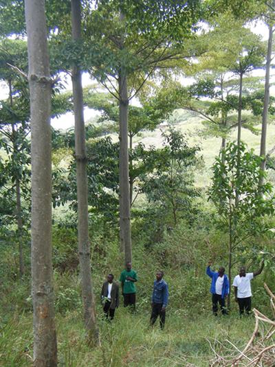 Subsidised planting of trees by carbon credits