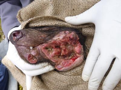 Advanced Devil Facial Tumour Disease  