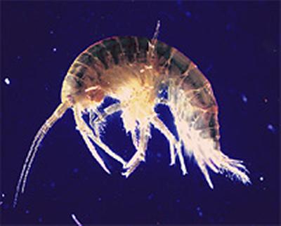 Gammarus pulex (pollution sensitive) marco-invertebrate