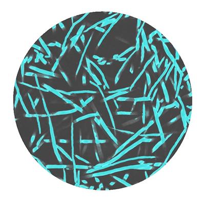 Cross section of a cylindrical titanium felt sample
