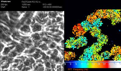 Image of video output and transform analysis