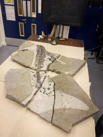 The Ichthyosaur at μ-VIS