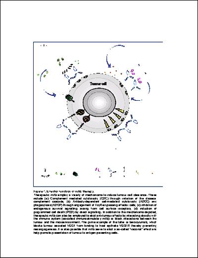 Effector function of mAb therapy
