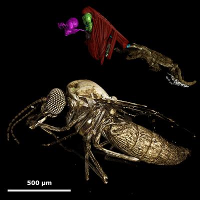 'Culicoides sonorensis' (Biting Midge )