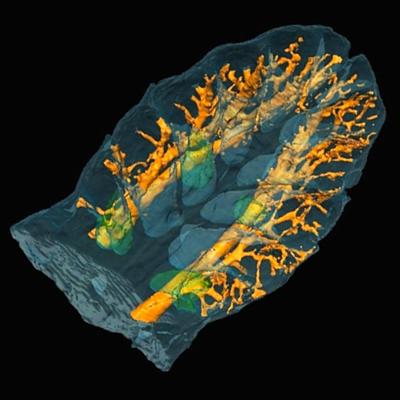 High concentrations of peripheral rami suggest sensory system may be similar to crocodile pressure receptors or shark electroreceptors