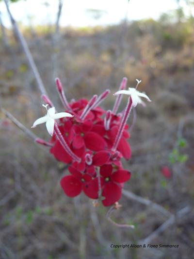 Flower, Madagascar