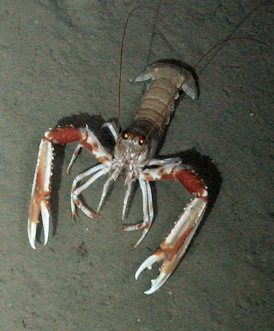 A langoustine (Nephrops norvegicus)