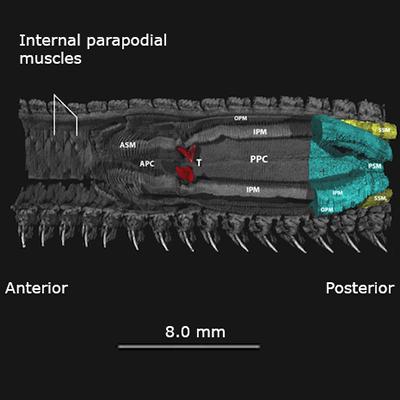 Soft bodied marine fauna (Dinley et al., 2009)