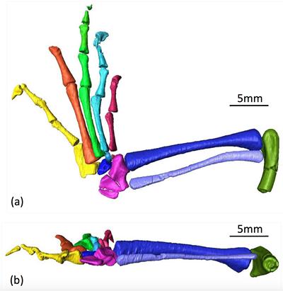 Clevosaurus hudsoni partial left hind limb