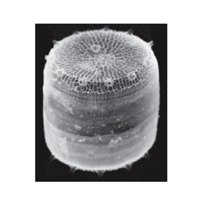 Scanning electron micrograph of the model diatom species Thalassiosira pseudonana. (Nils Kröger, Universität Regensburg) 