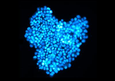 Festival of Doctoral Research Photo Competition Entry by Camelia Tusan