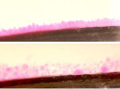 Electroformation & detachment of giant liposomes with bacterial lipids