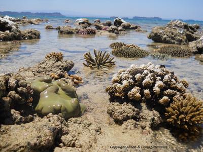 Coral Reef Ecosystem, NE Madagascar
