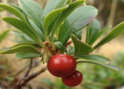 Herbal product extracted from bearberry leaves