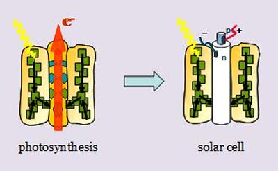 Photosynthesis and solar cells