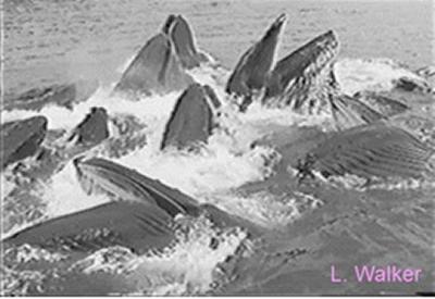 middle of the net to feed