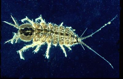 Asellus aquaticus (pollution tolerant) macro-invertebrate
