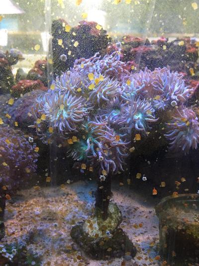 Coral research at NOC