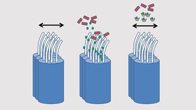 Image of ciliated airway cells