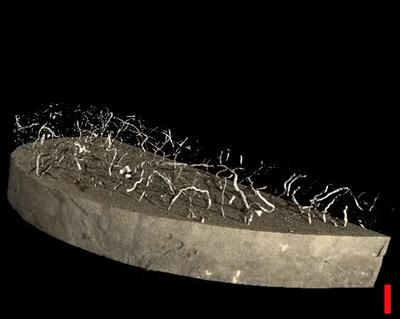 Processed micro-CT image of a drill core sample.  Density variations between the mud and sand components allow the mud to be stripped away, revealing a complex network of sandy burrows