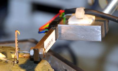 Locust Muscle Testing