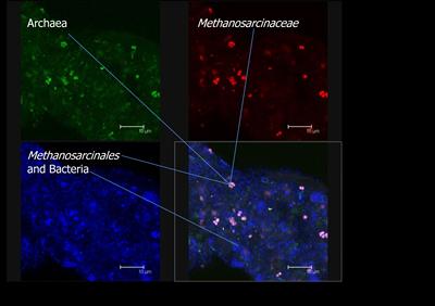 Digestate from low-ammonia digester showing the different microbal groups present