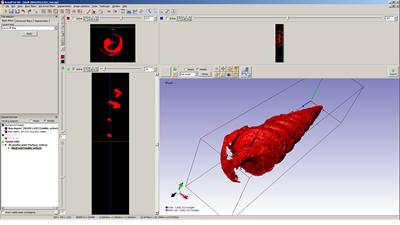 image shows the inverse volume of the shell which forms the pseudomorph