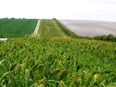 A wild bird food strip